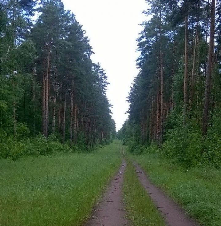 Более 2,5 тысяч гектаров леса восстановили в Татарстане в 2019 году