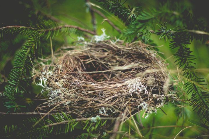 Сороки гнезда вьют низко – летом грозы часто будут