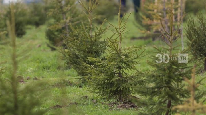 В Татарстане высадят полмиллиона деревьев в память о погибших в ВОВ