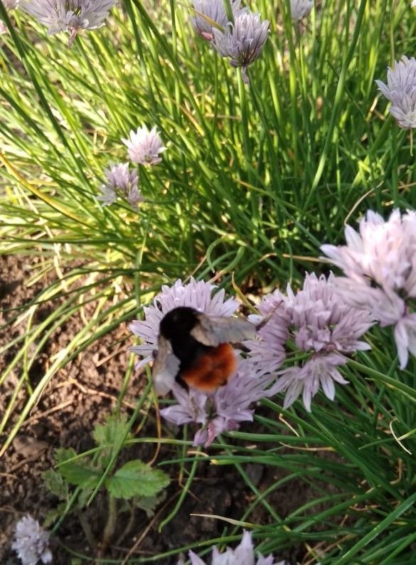 Почему пчелы не берут нектар с черемухи, медуницы и дятлины