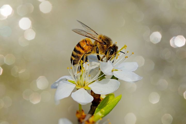 По поведению пчел можно предсказать урожай