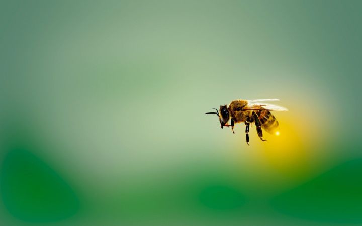 Утром пчелы весело и быстро летают – день будет солнечным