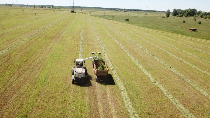 В Чистопольском районе заготовили 11,5 тыс. тонн сенажа и почти 2,5 тыс. тонн сена