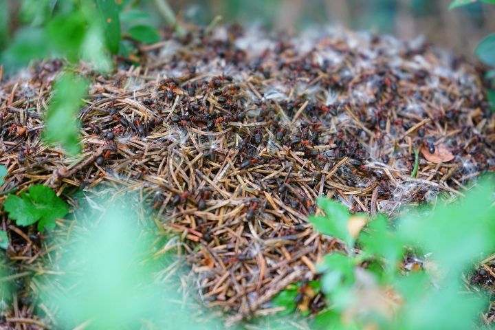 На муравейнике много муравьев – к погожему дню