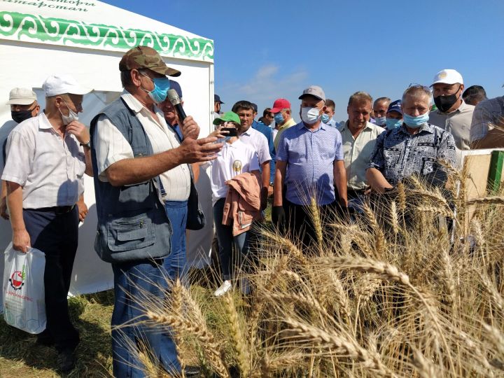 В Чистопольском районе презентовали новые сорта сельхозкультур
