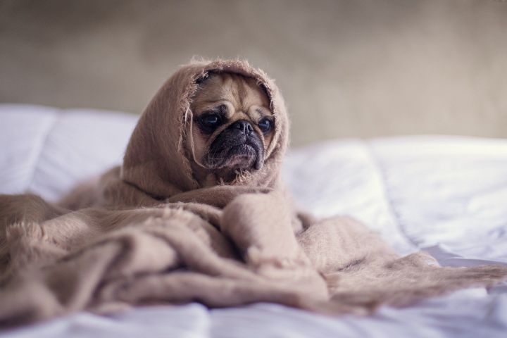 Спать под одеялом в жару оказывается полезно