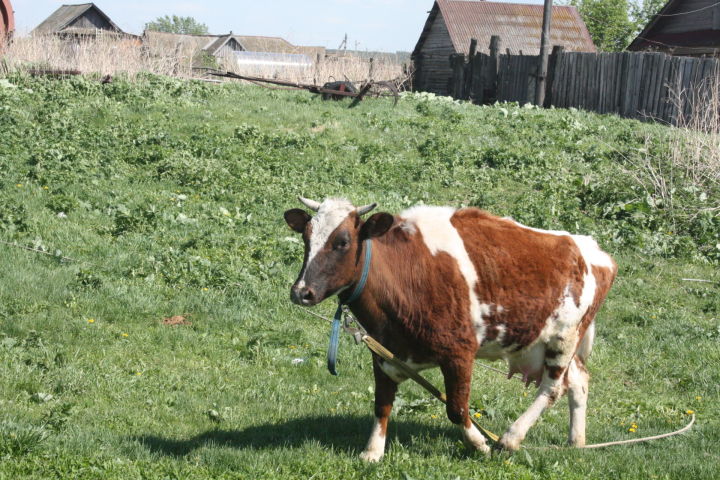 Выявленные чистопольскими ветеринарами больные лейкозом коровы сданы на убой