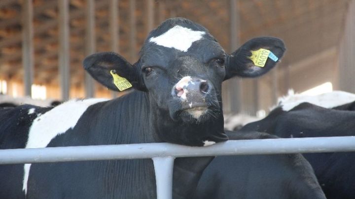 Цифровые технологии в молочном животноводстве дают эффект
