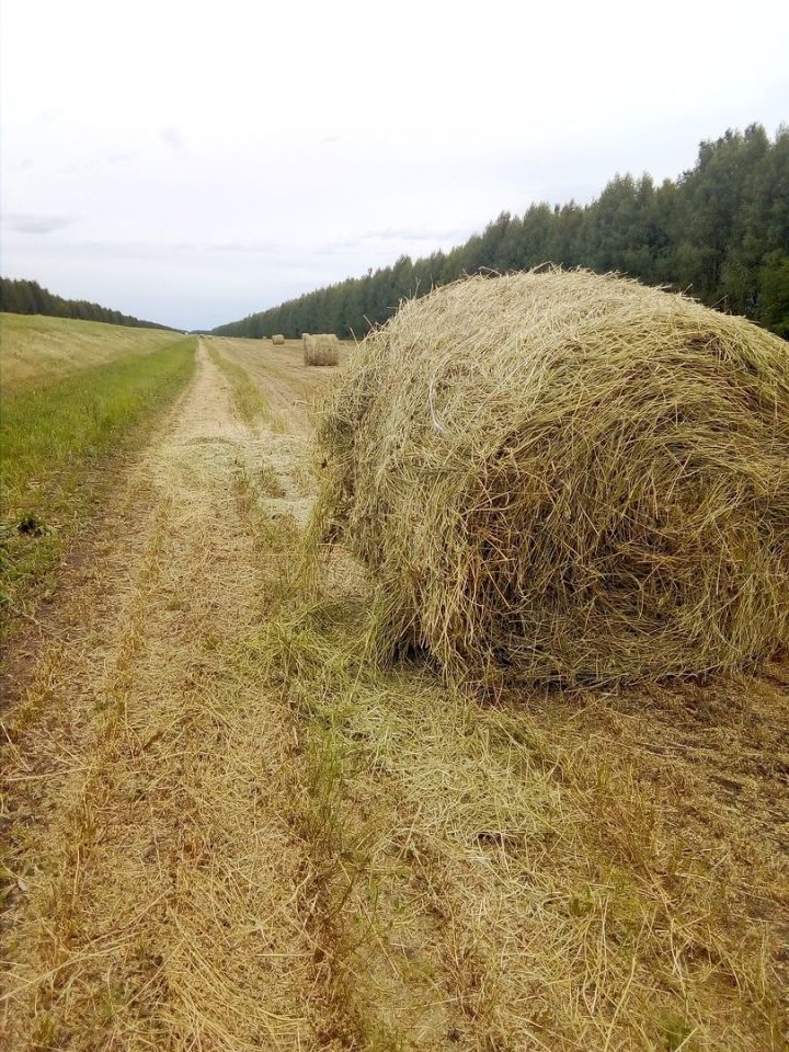 Хозяйства Чистопольского района завершили первый укос многолетних трав