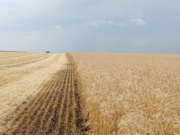В Татарстане собрали второй миллион тонн зерна в 2020 году