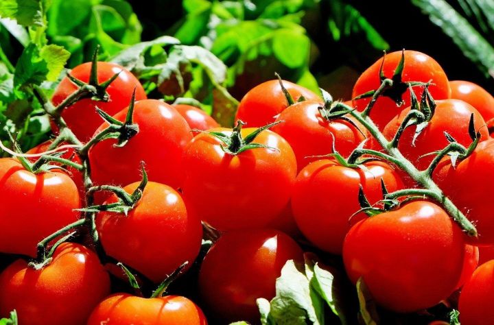 Кому нельзя есть помидоры: мнение врача-диетолога