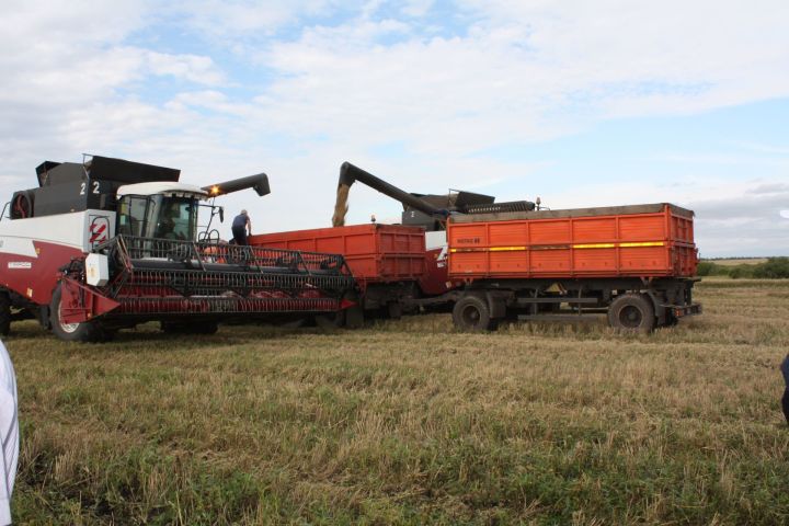 Уборка зерновых культур в Чистопольском районе набирает обороты
