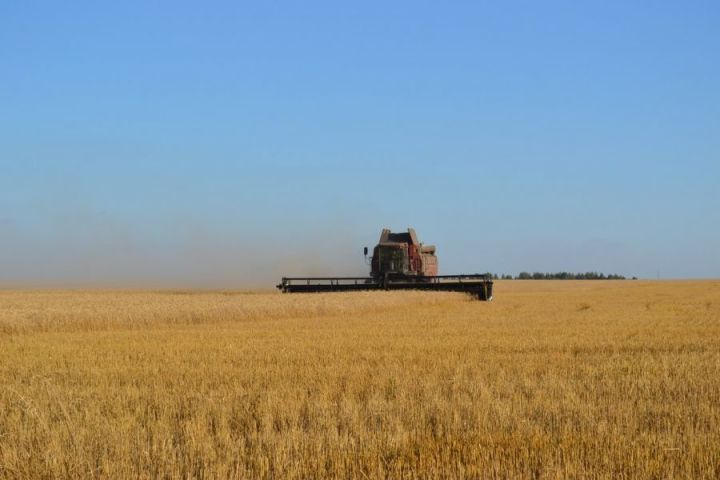 В Татарстане собрали первый миллион тонн зерновых культур