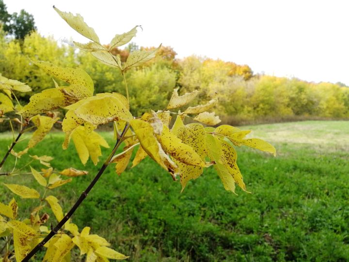 Листья желтеют, но не падают – к затяжной осени