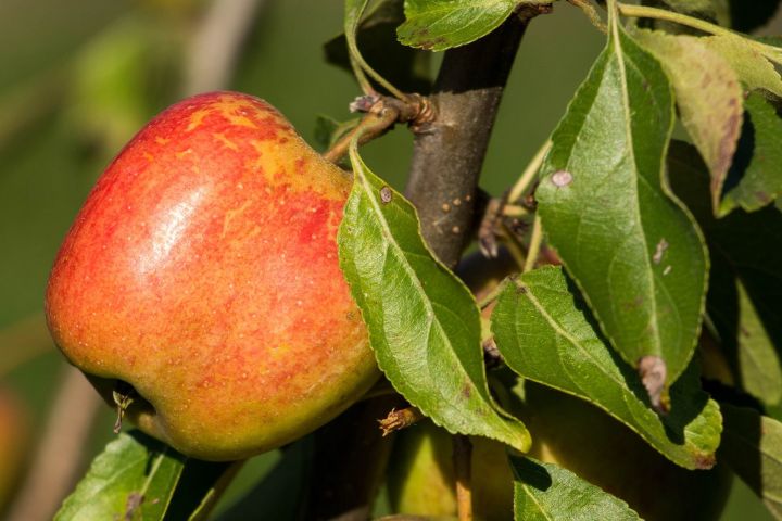 Как обрезать яблоню осенью: 5 правил