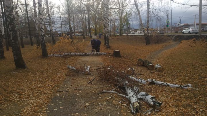 После обращения жительницы Чистополя, сотрудники исполкома решили проблему с аварийным деревом
