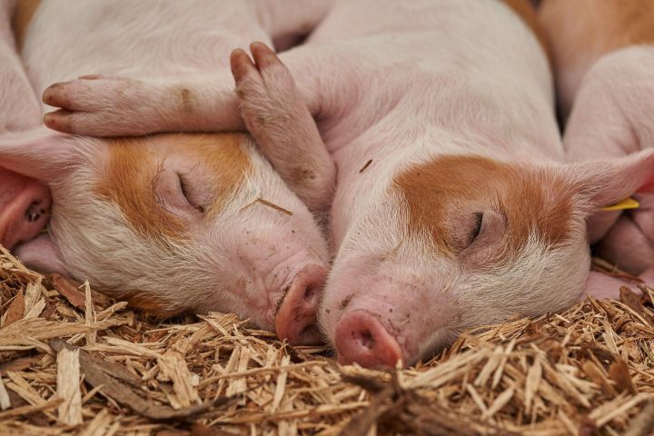 Охотников РТ  предупреждают о риске вспышки африканской чумы свиней