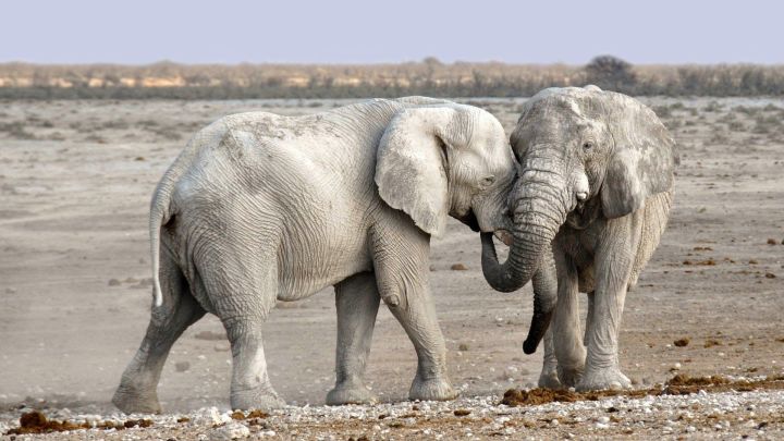 Слоних из казанского цирка поселили  в сафари-парке в Крыму