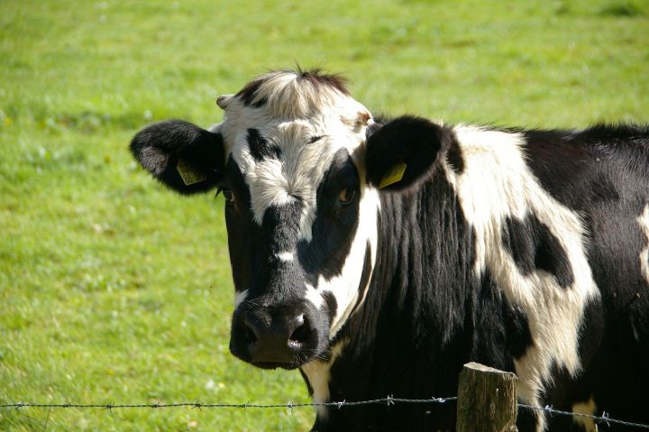 Аграриям на заметку: коровам необходим профессиональный «педикюр»