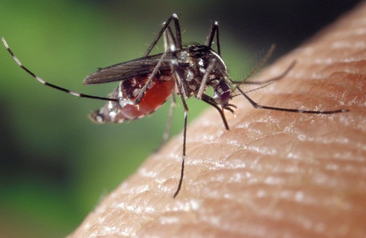 3 средства от комаров в домашних условия