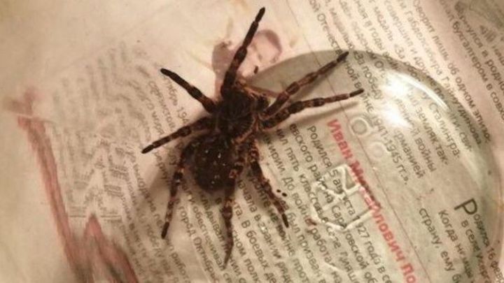 В Татарстане обнаружили редкого тарантула
