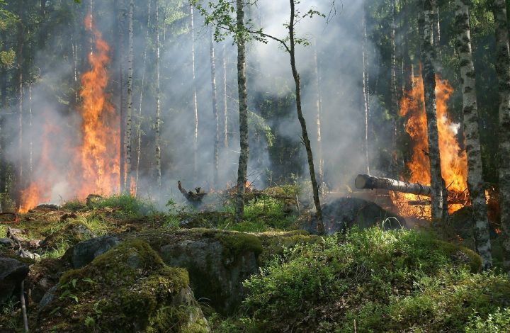 Самый крупный лесной  пожар в августе произошел в Альметьевском районе