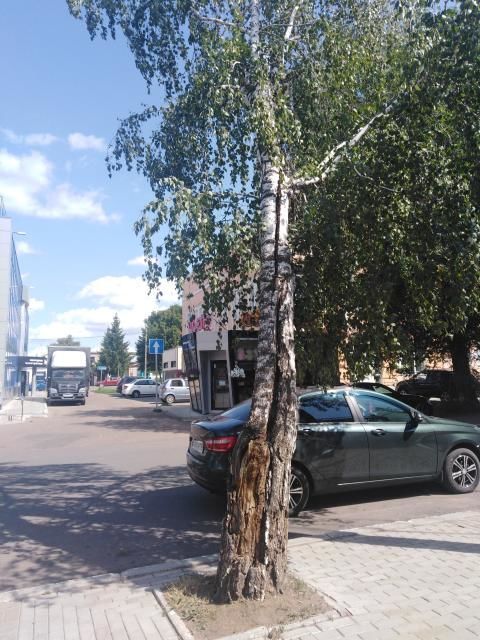 Чистополец просит принять меры по аварийному дереву в центре города