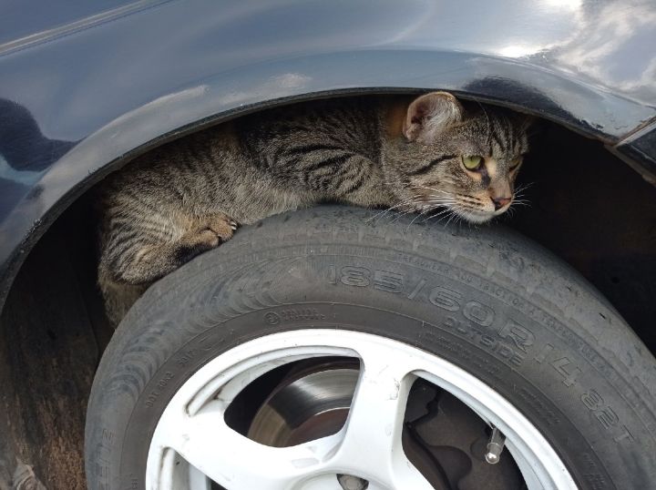 Вниманию автомобилистов: под машиной может греться животное