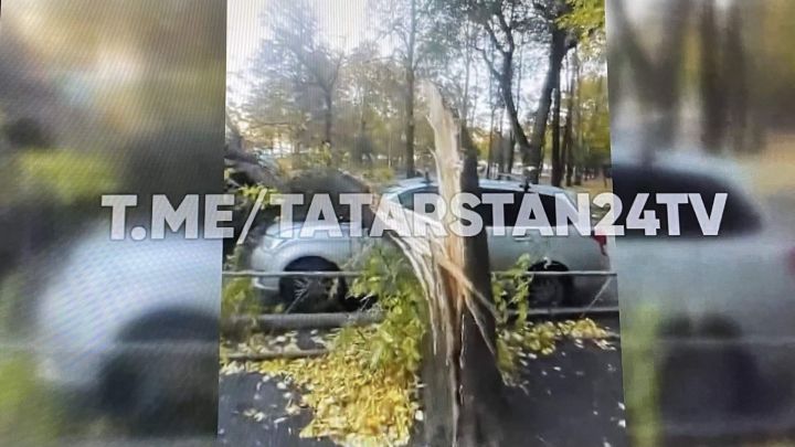 В Казани на припаркованные машины упало дерево