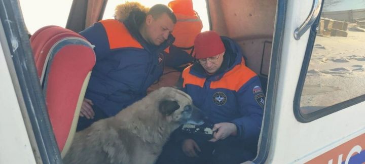 На Волге спасли собаку, которая провалилась под лед