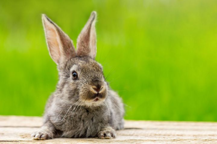 Люди, рожденные в год кролика: какие они
