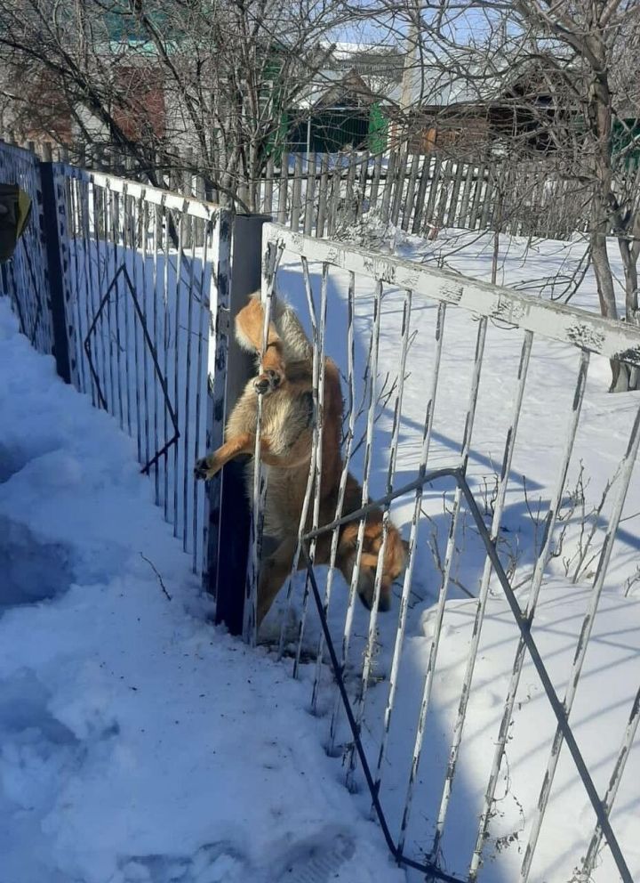 В Васильево огнеборцы  спасли застрявшего в заборе пса