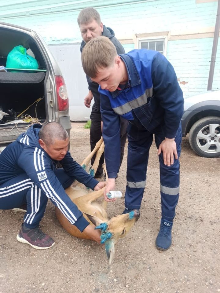 В Чистопольском районе спасли косулю, застрявшую в заборе