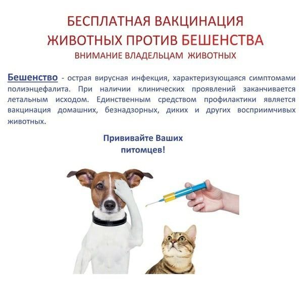 В Чистополе проходит бесплатная вакцинация животных против бешенства