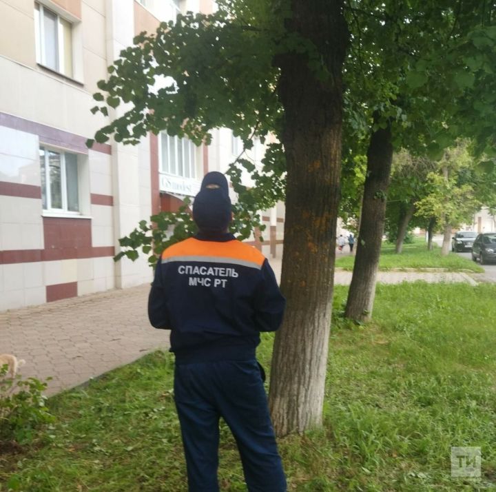 В Лениногорске 33-летняя женщина застряла на дереве, спасая кота