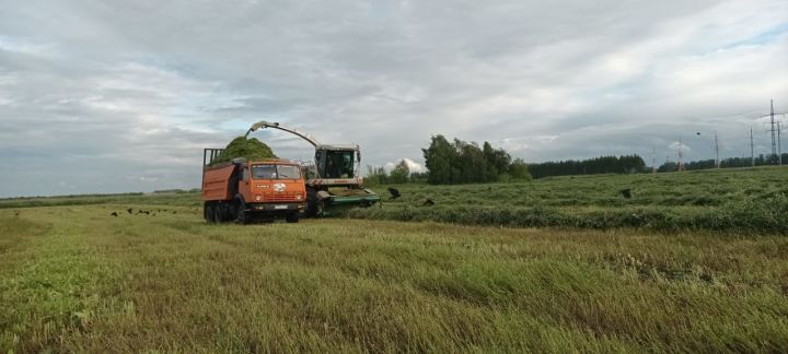 Заготовка кормов – в самом разгаре