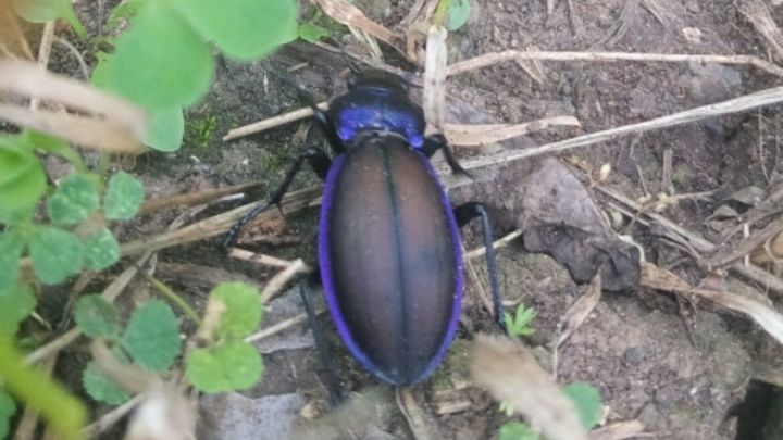 В Азнакаевском районе найден жук исчезающего вида