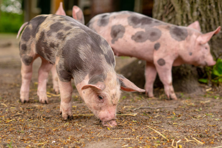 Чистопольский район попал в  угрожаемую зону африканской чумы свиней