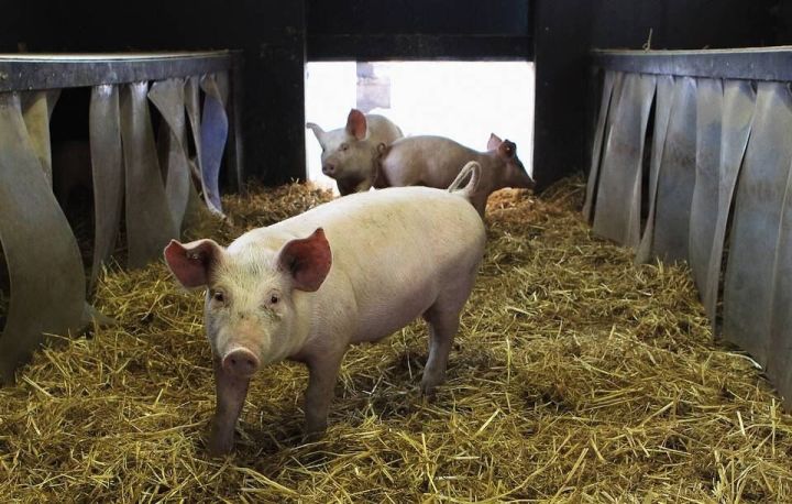 Специальная комиссия РТ проведёт изъятие свиней