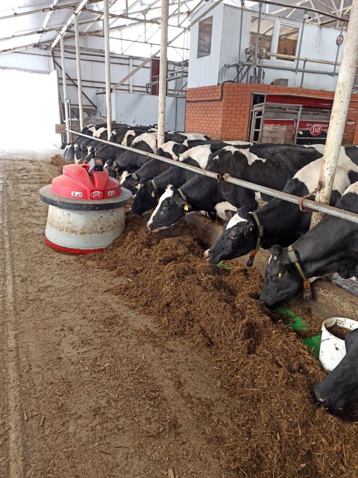 В фермерских хозяйствах Чистополя увеличились надои молока