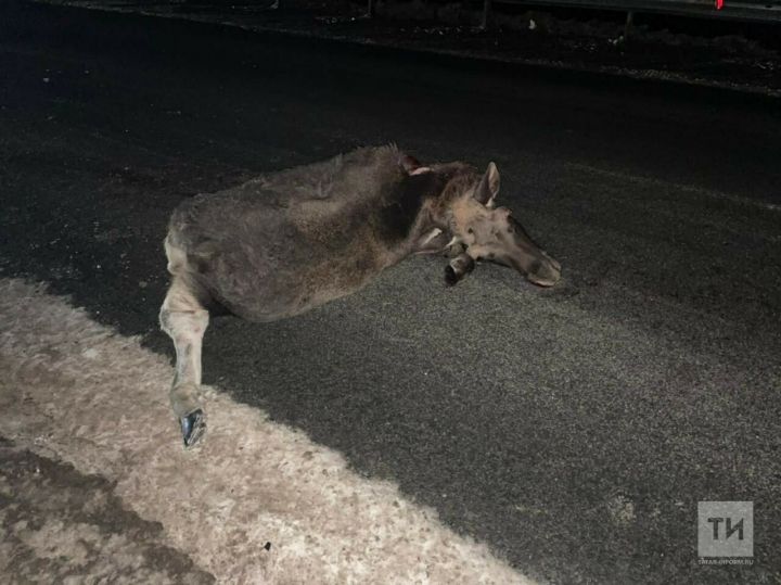 На трассе в Аксубаевском районе легковушка насмерть сбила лося