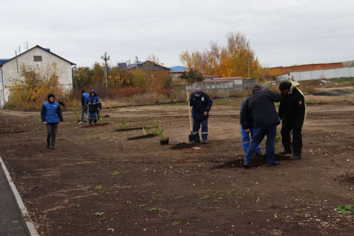 В новом сквере в Чистополе посадили около 70 молодых сосен