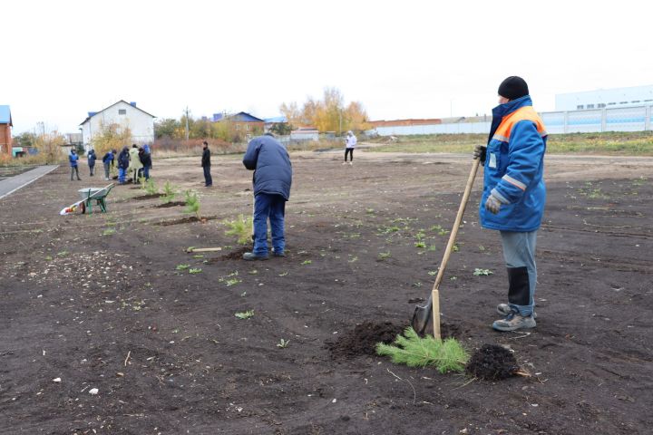 В новом сквере в Чистополе посадили около 70 молодых сосен