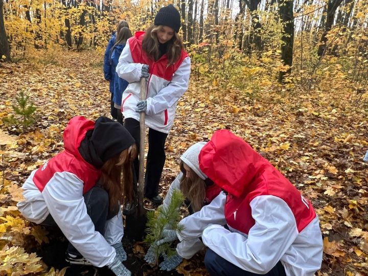 В Чистополе школьники и студенты посадили деревья и установили кормушки для животных в лесу