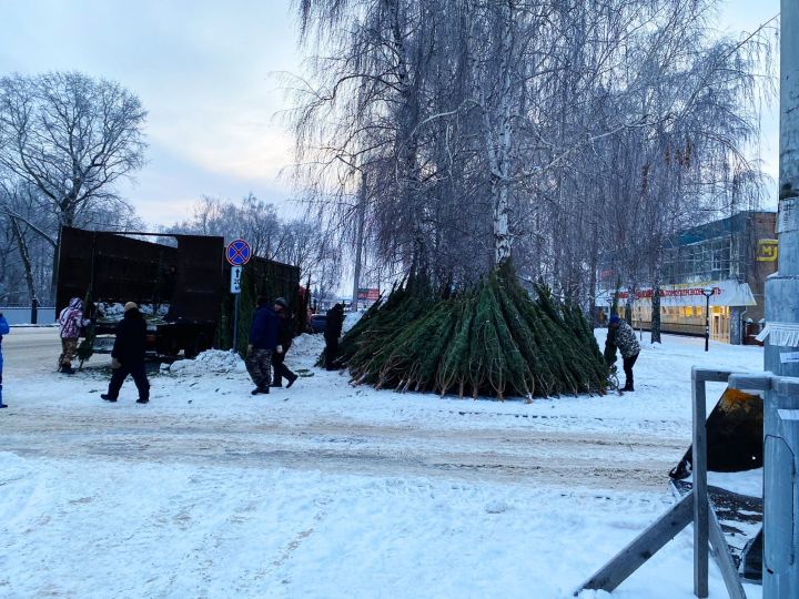 Стала известна стоимость живой елки в Татарстане