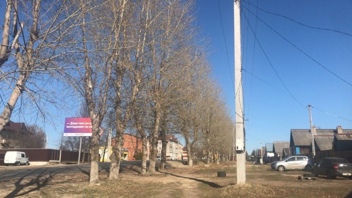 Жители Чистополя просят провести опиловку тополей по улице Вотякова