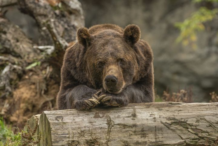 Чистопольцам разъяснили, стоит ли бояться медведей на территории района