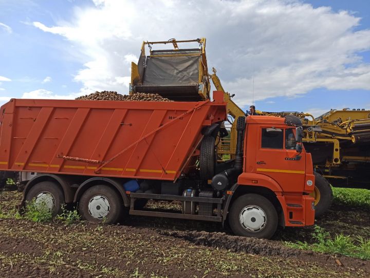 На полях Чистопольского района приступили к уборке раннего сорта картофеля