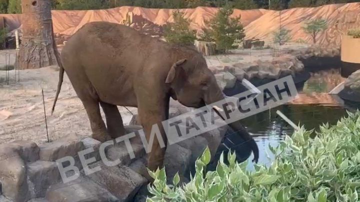 В казанском зоопарке появился новый обитатель