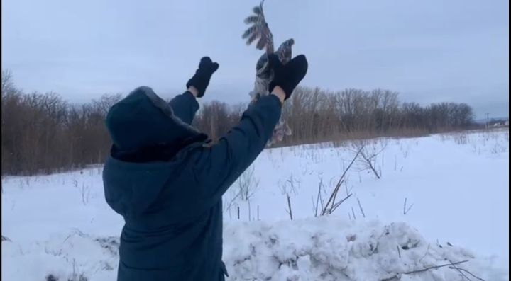 В Чистополе спасли краснокнижную сову